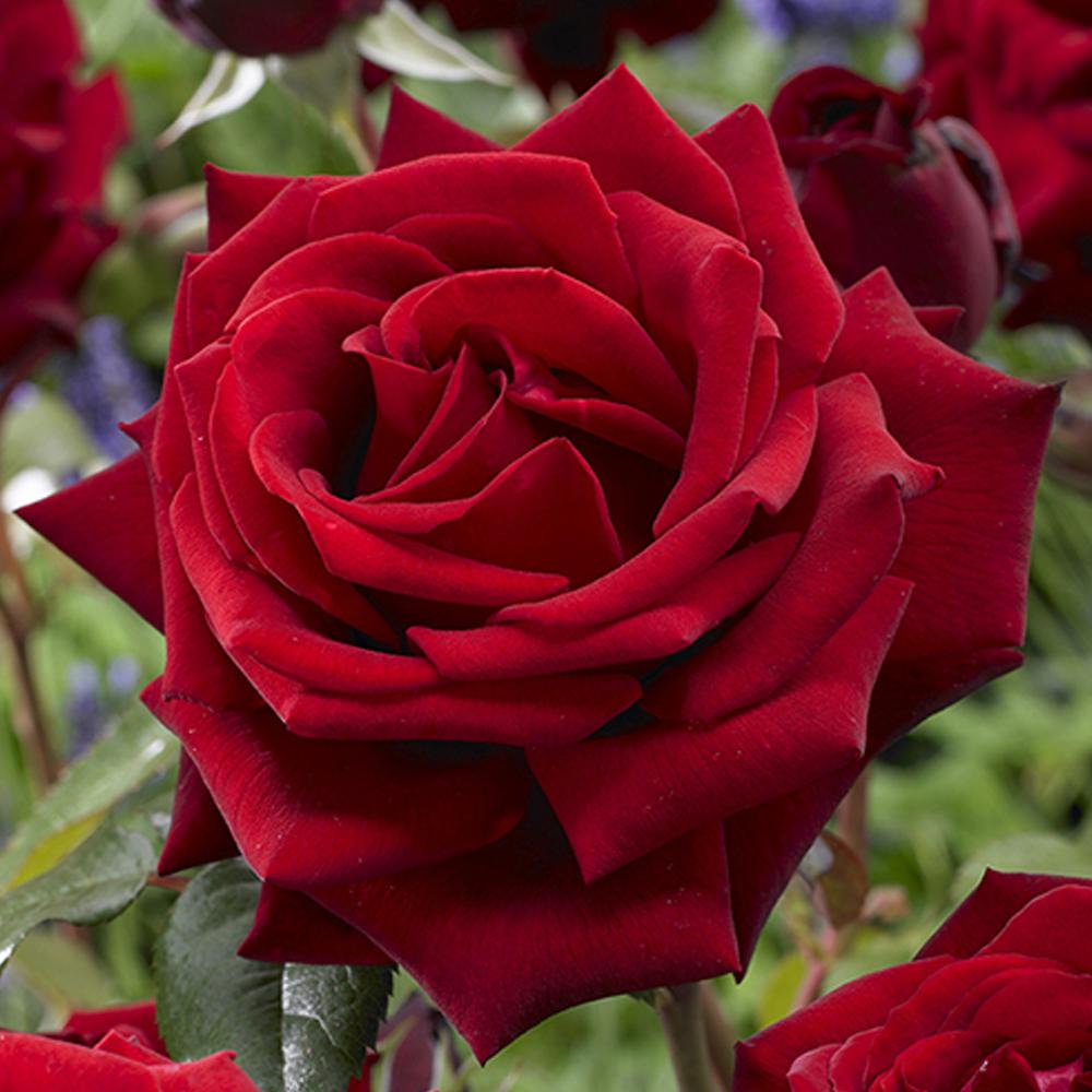 Soyulabilir İnci Ağda Rose 1000gr